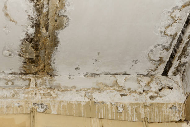 Best Mold removal after water damage  in La Grange Park, IL